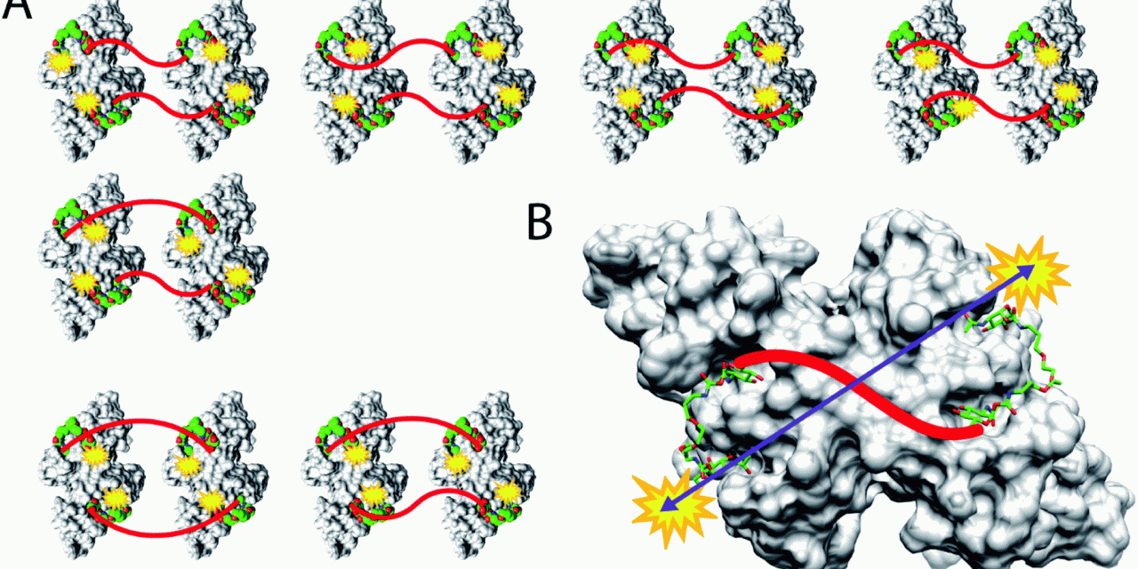 Precipitation-free high-affinity multivalent binding by inline lectin ligands