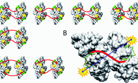 Precipitation-free high-affinity multivalent binding by inline lectin ligands